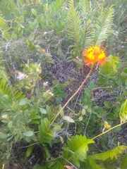 Epidendrum fulgens