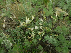 Astragalus depauperatus