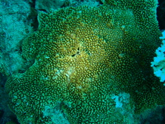 Montipora