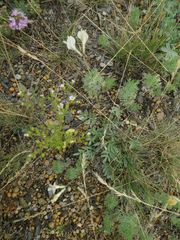 Astragalus depauperatus