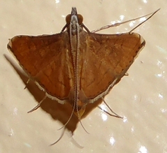 Mabra nigriscripta