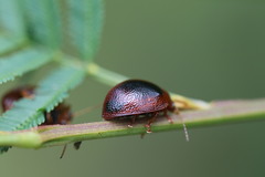 Dicranosterna immaculata