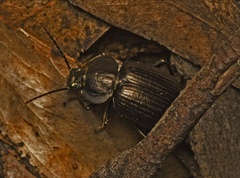 Adelium subdepressum