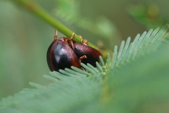 Dicranosterna immaculata