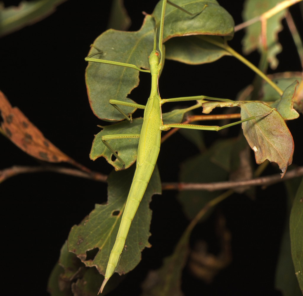 Spur Legged Phasmid