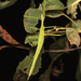 Didymuria violescens - Photo 由 tjeales 所上傳的 (c) tjeales，保留部份權利CC BY-SA