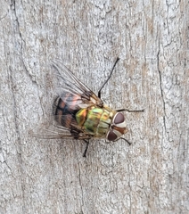 Chrysorutilia