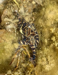 Hapalochlaena maculosa