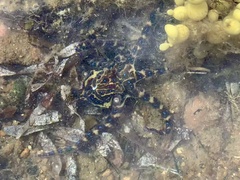 Hapalochlaena maculosa