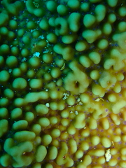Montipora