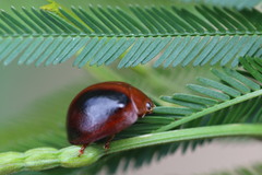 Dicranosterna immaculata