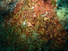 Scleractinia