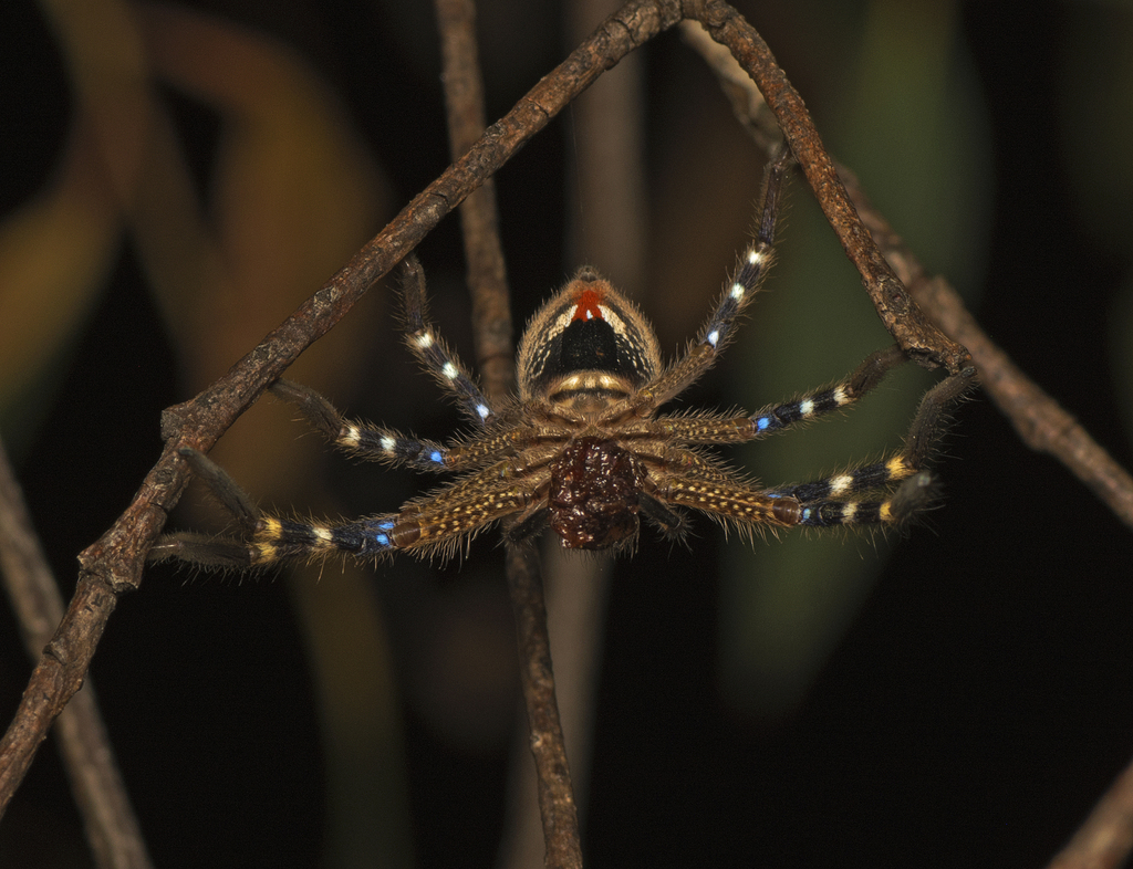 Beautiful Badge Huntsman from Cotter River ACT 2611, Australia on ...