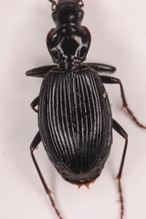 Platynus ovipennis