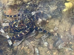 Hapalochlaena maculosa