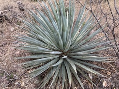 Agave palmeri