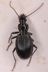 Platynus ovipennis