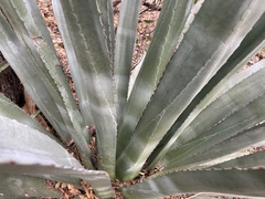 Agave palmeri