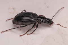 Platynus ovipennis