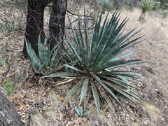 Agave palmeri
