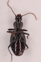 Platynus ovipennis