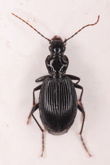 Platynus ovipennis