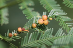 Austroacacidiplosis botrycephalae