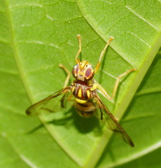 Zeugodacus choristus