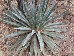 Agave palmeri