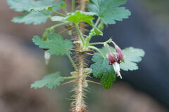 Ribes menziesii