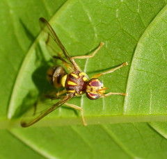 Zeugodacus choristus