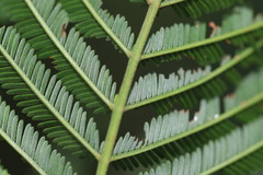 Austroacacidiplosis botrycephalae