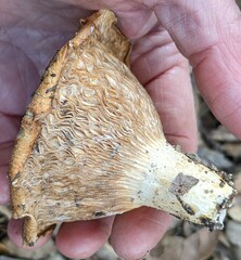 Lactarius alnicola