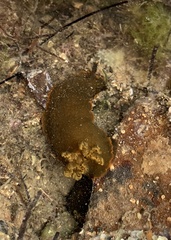 Dendrodoris arborescens