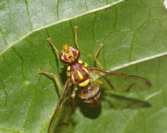 Zeugodacus choristus