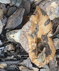 Lactarius alnicola