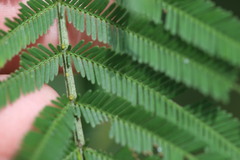 Austroacacidiplosis botrycephalae