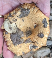 Lactarius alnicola