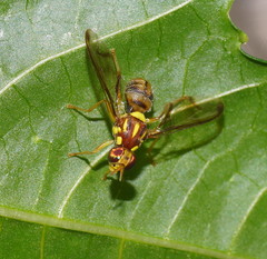 Zeugodacus choristus