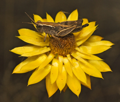 Phaulacridium vittatum