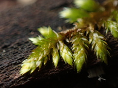 Entodon cladorrhizans