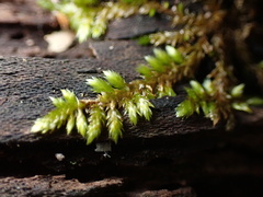 Entodon cladorrhizans
