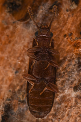 Pediacus
