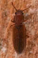Pediacus