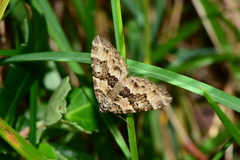 Chrysolarentia rhynchota