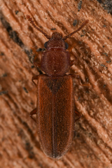 Pediacus