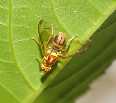 Zeugodacus choristus