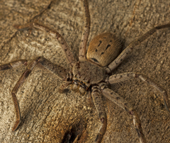 Isopeda canberrana