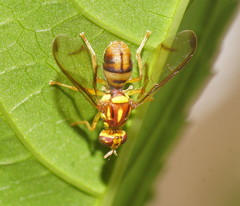 Zeugodacus choristus