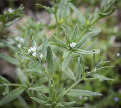 Buglossoides arvensis